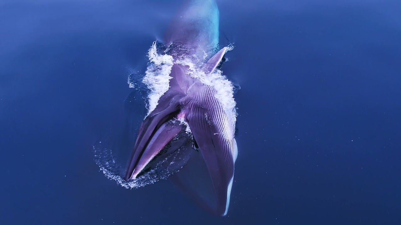 Whale Documentary 2021 (A Year in my Life 2)