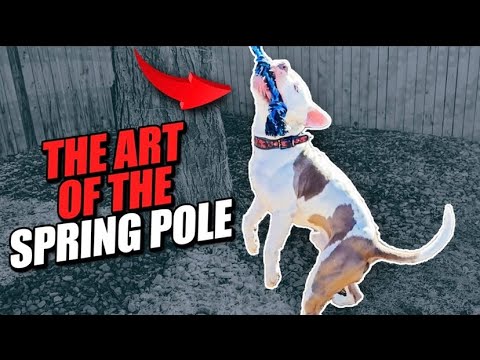 What are the BENEFITS of the Spring Pole? (Pit bull exercise training)