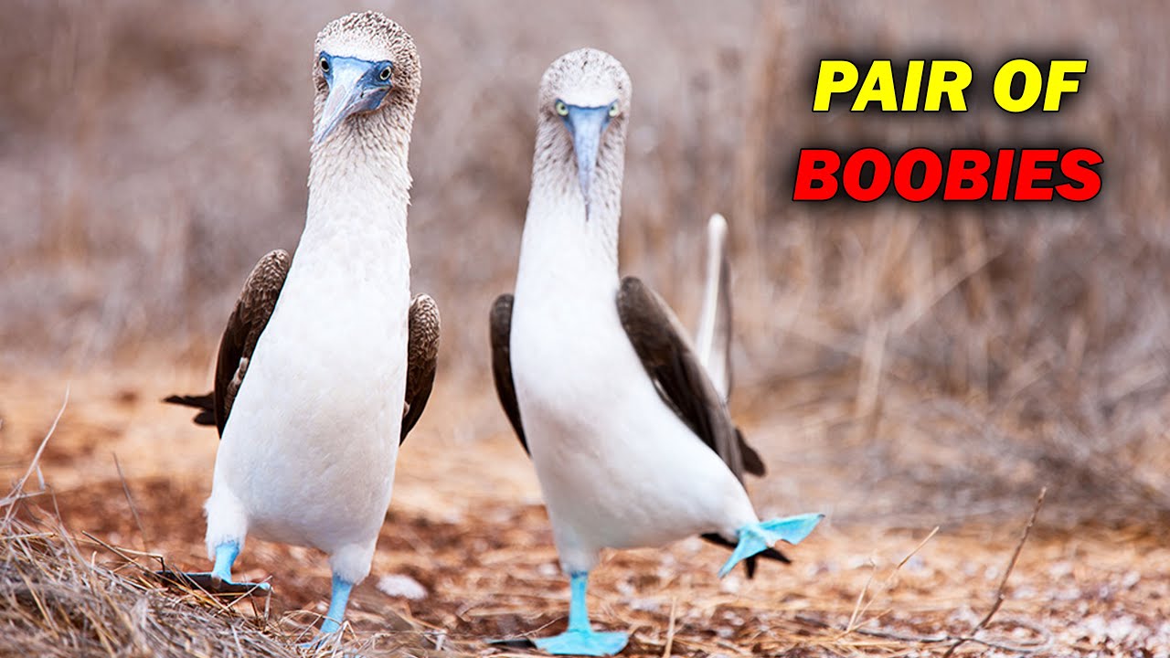What Are these Blue Footed Boobies ?