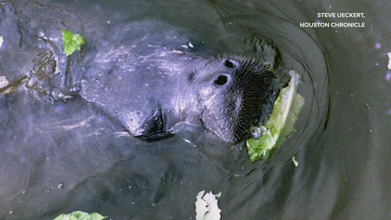 What critters live in Houston's bayous?