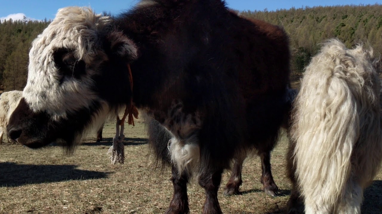 What does a yak sound like?