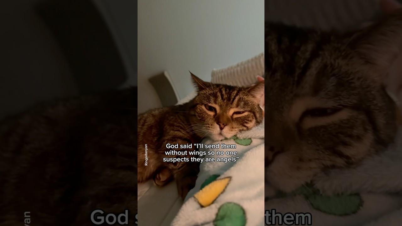 What else could they be if not angels?🪽 #shorts #cat #funny
