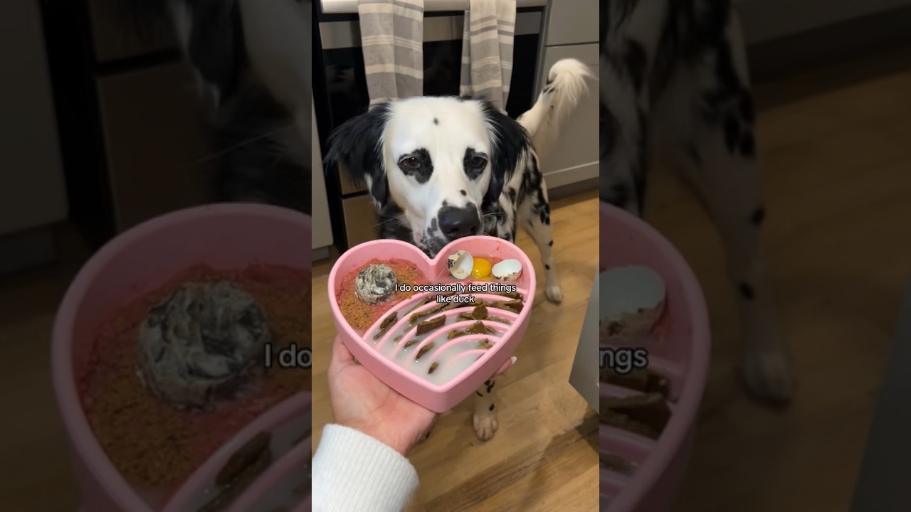 What I feed my Dalmatian and WHY!