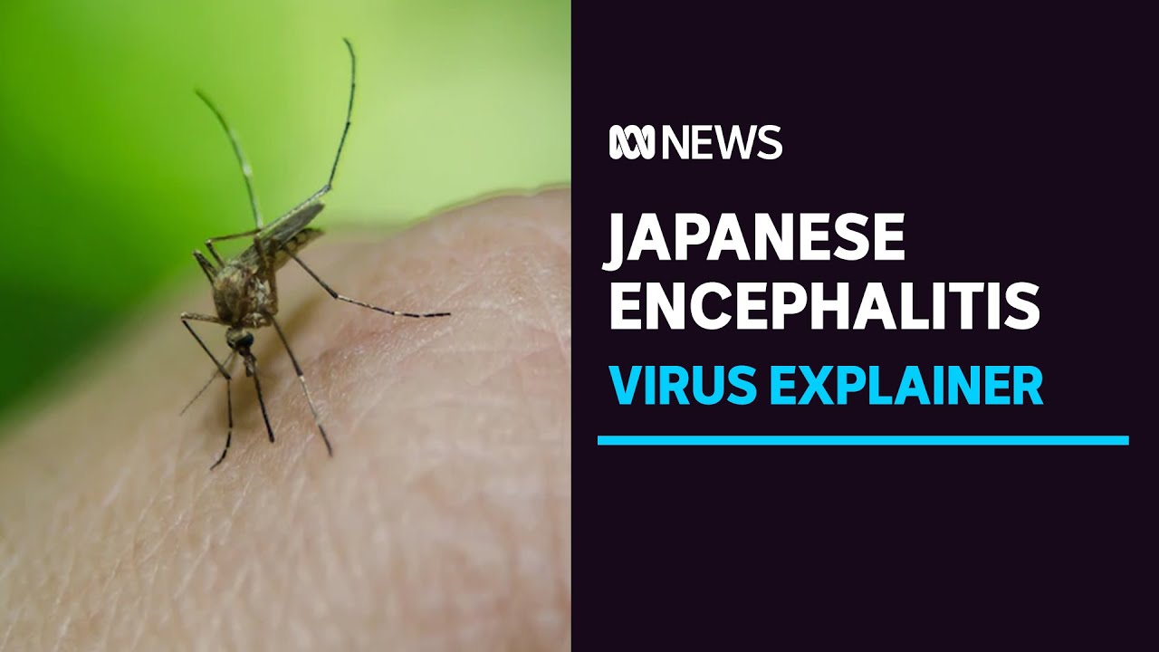 What is Japanese encephalitis and how is it spread? | Explainer | ABC News
