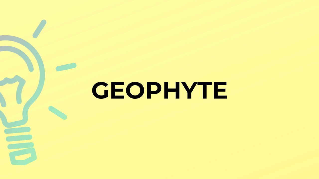 What is the meaning of the word GEOPHYTE?