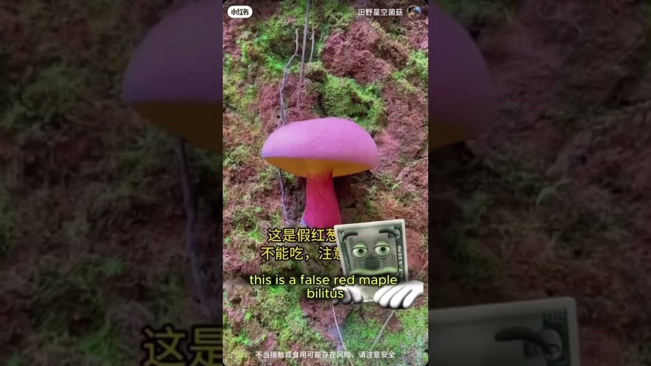 what is this fungus