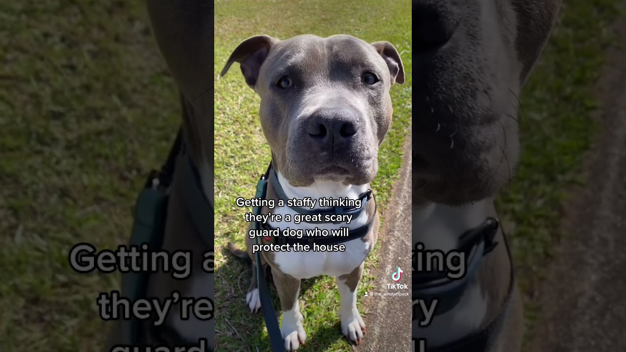 What it’s really like to own a staffy #amstaff #iwantwafflefries #amazingdog