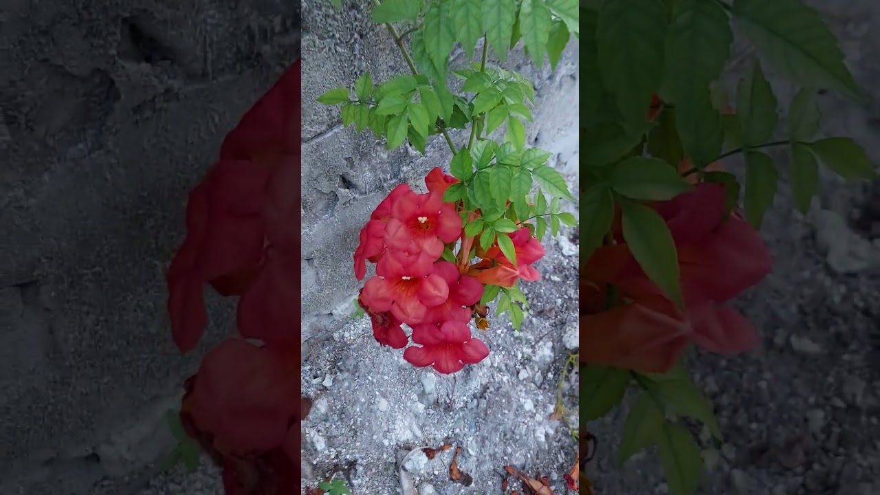 what kind of flower is this?