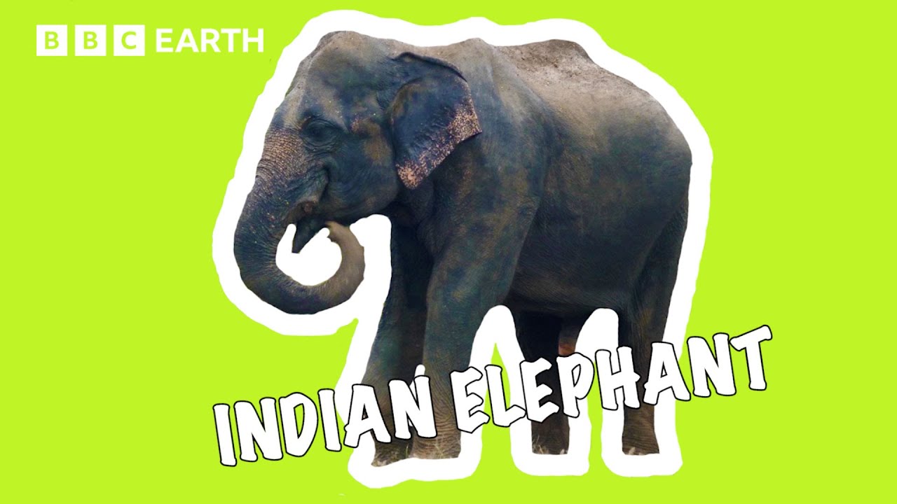 What Makes Indian Elephants So Special? | Asia Fun Facts | BBC Earth Kids