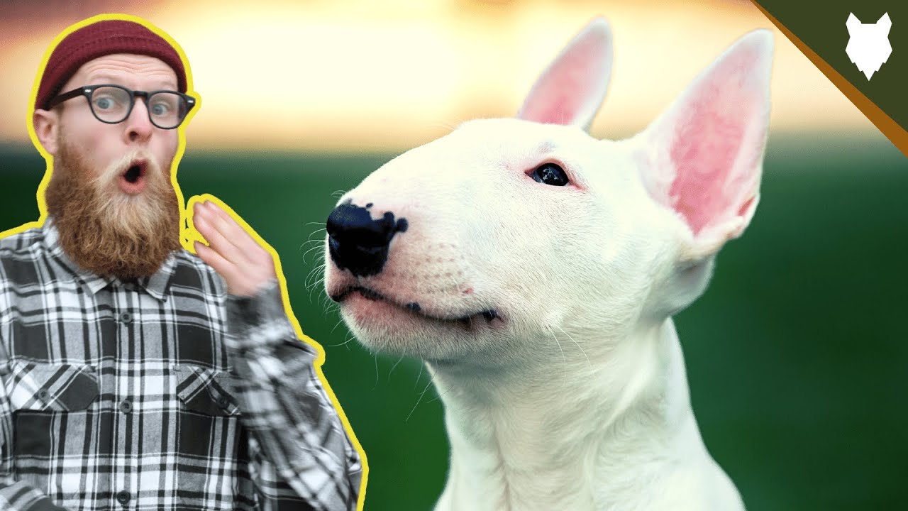 What To Do With A NEW BULL TERRIER PUPPY?!