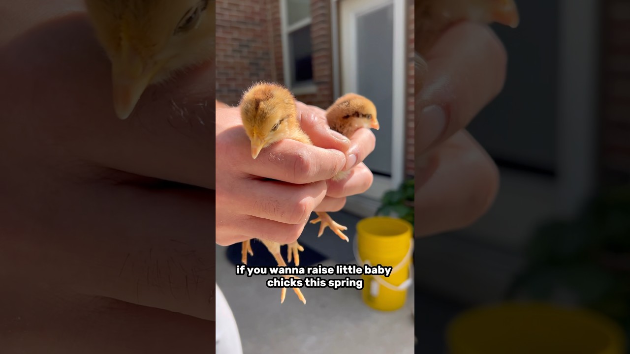 What you need to raise baby chicks!