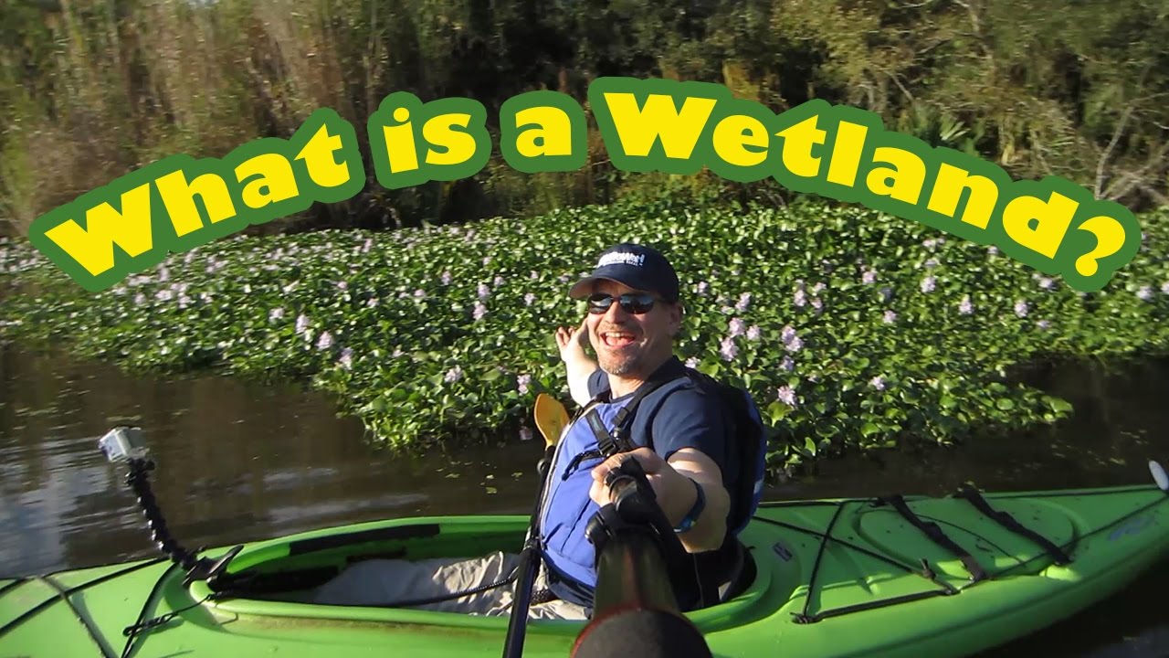 What's a Wetland? Why are wetland ecosystems important? Swamps vs. marshes vs. bogs