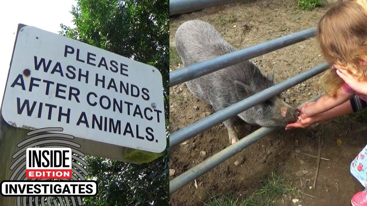 What’s at Petting Zoos That Can Get You Sick?