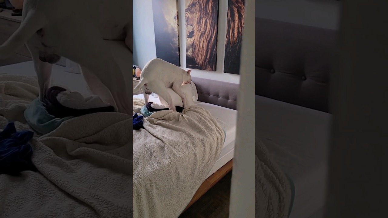 what's he doing to my pillow?