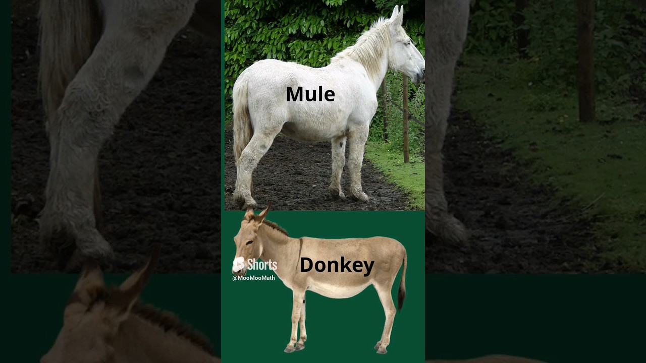 What's the difference between a Donkey and a Mule
