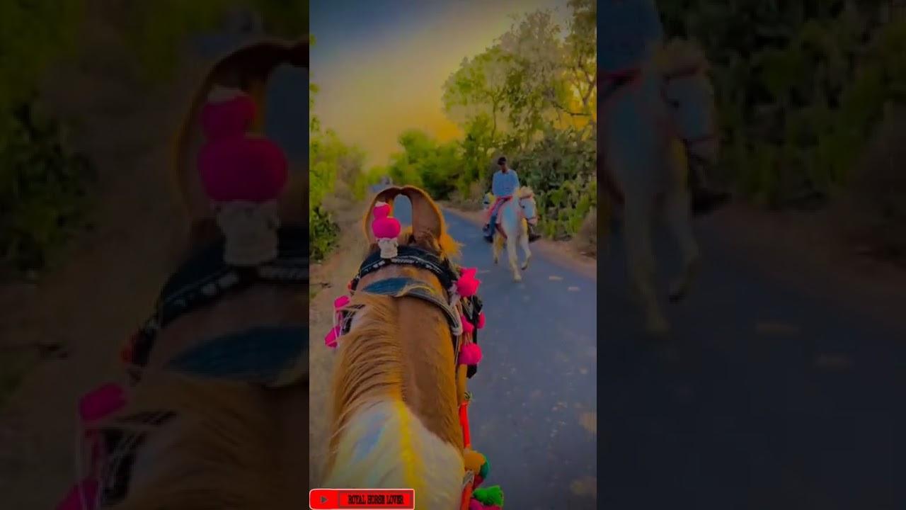 WhatsApp Horse Status