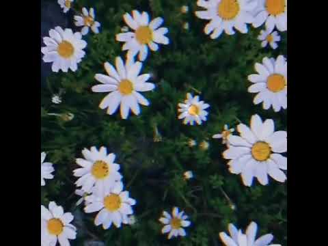 WhatsApp üçün status videoları mp3 2020 (İzləyicim üçün)  #PAPATYA🌼 #SEVGİSTATUSLARI❤