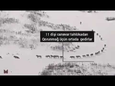 WHATSAPP ÜÇÜN SUPER STATUS