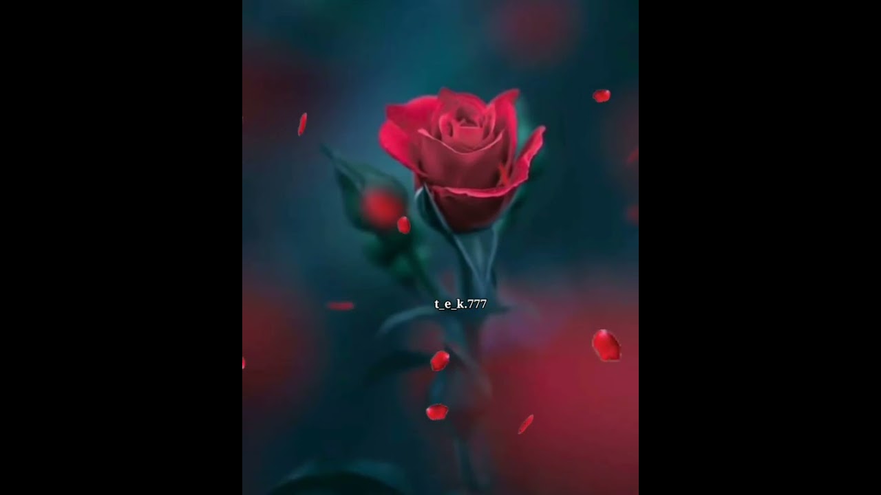 WhatsApp üçün yeni video və mahnı 2021 mp3 ‎@Novruz Heziyev 
