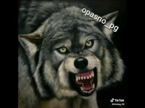 Whatsapp Statuslar