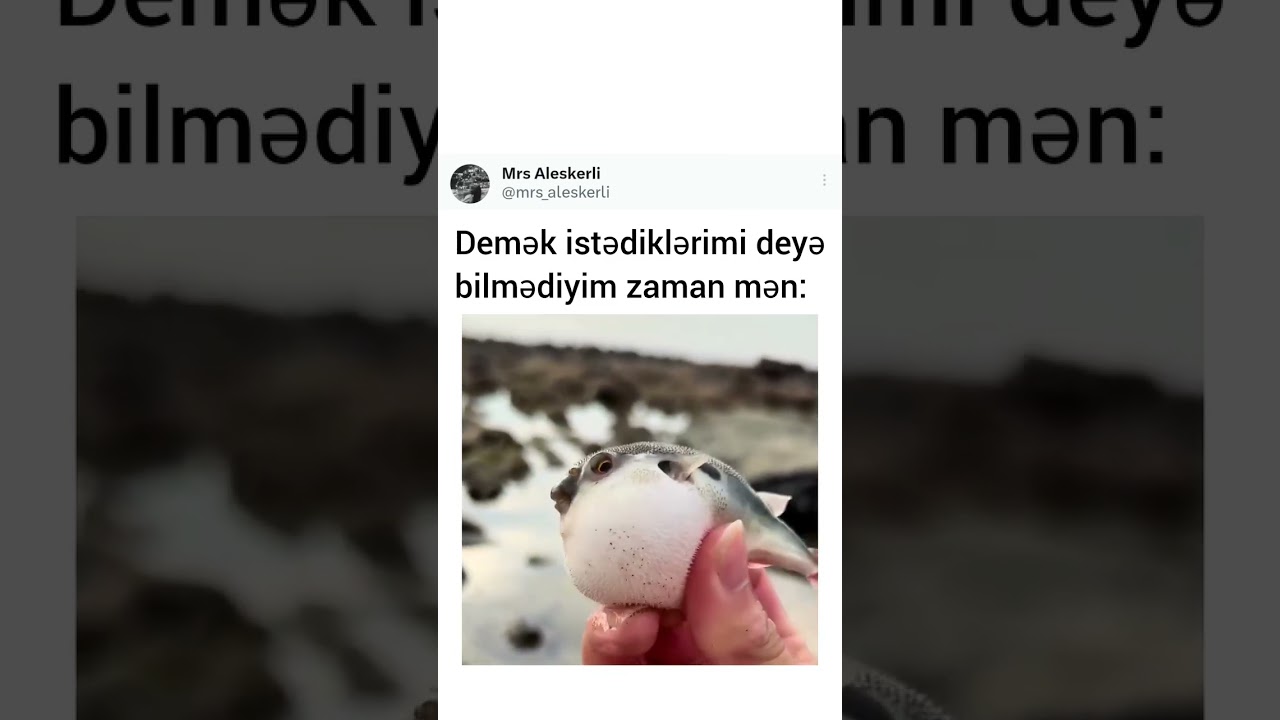 Whatsapp ucun maraqli, MƏNALI statuslar, status ucun sevgi videolari, QƏMLİ WHATSAPP STATUSLARI 2025