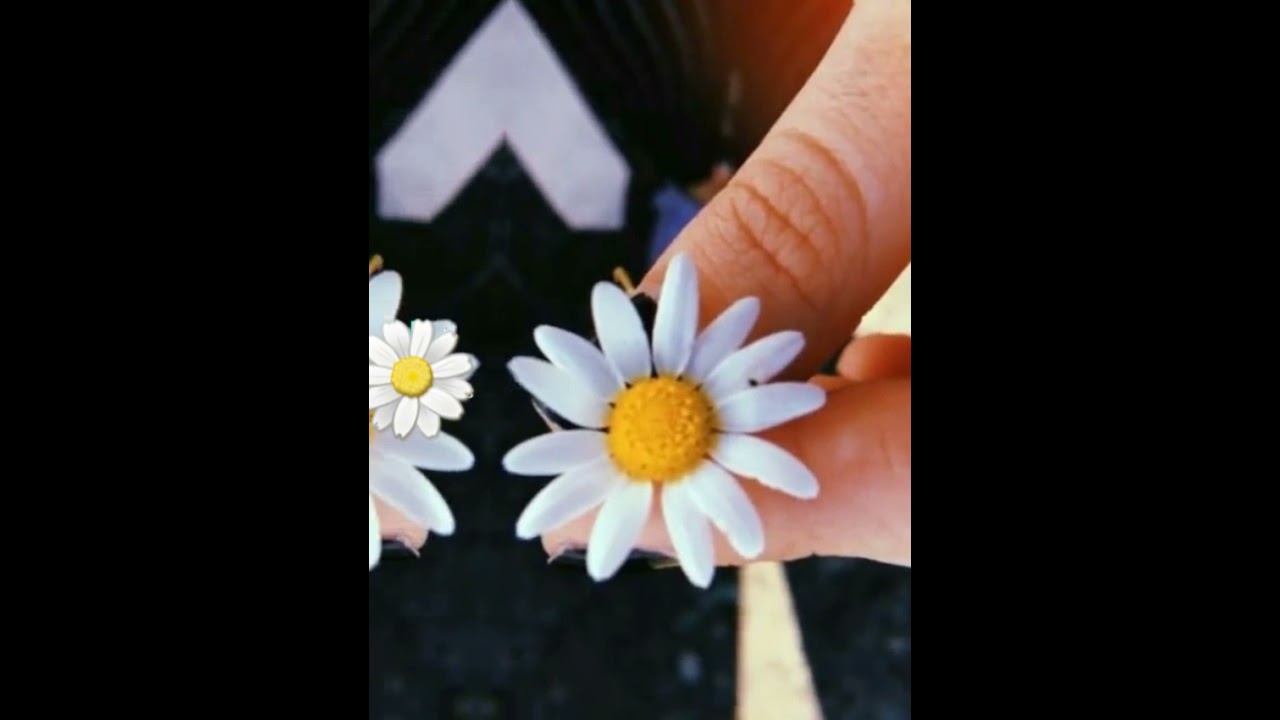 Whatsapp 💛🐣ucun maraqli, 🌼❤papatya🖤🌚statuslar, papatya🤍🌬 ucun video, 💙🦋WhatsApp statuslari 2021..
