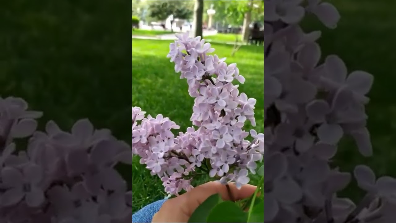💚🌷'Whatsapp ucun Maraqli statuslar, qəmli video Sounds App 2022 Status ucun video,Menali video