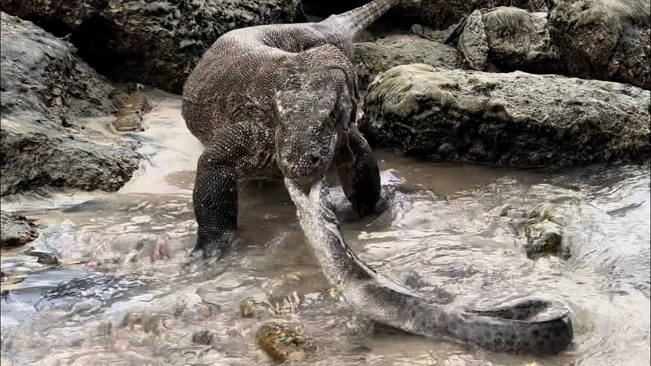 When a Komodo Dragon Chooses The Wrong Prey This Is What Will Happen