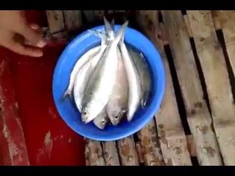 when i caught a hilsa fish in magna river !!!