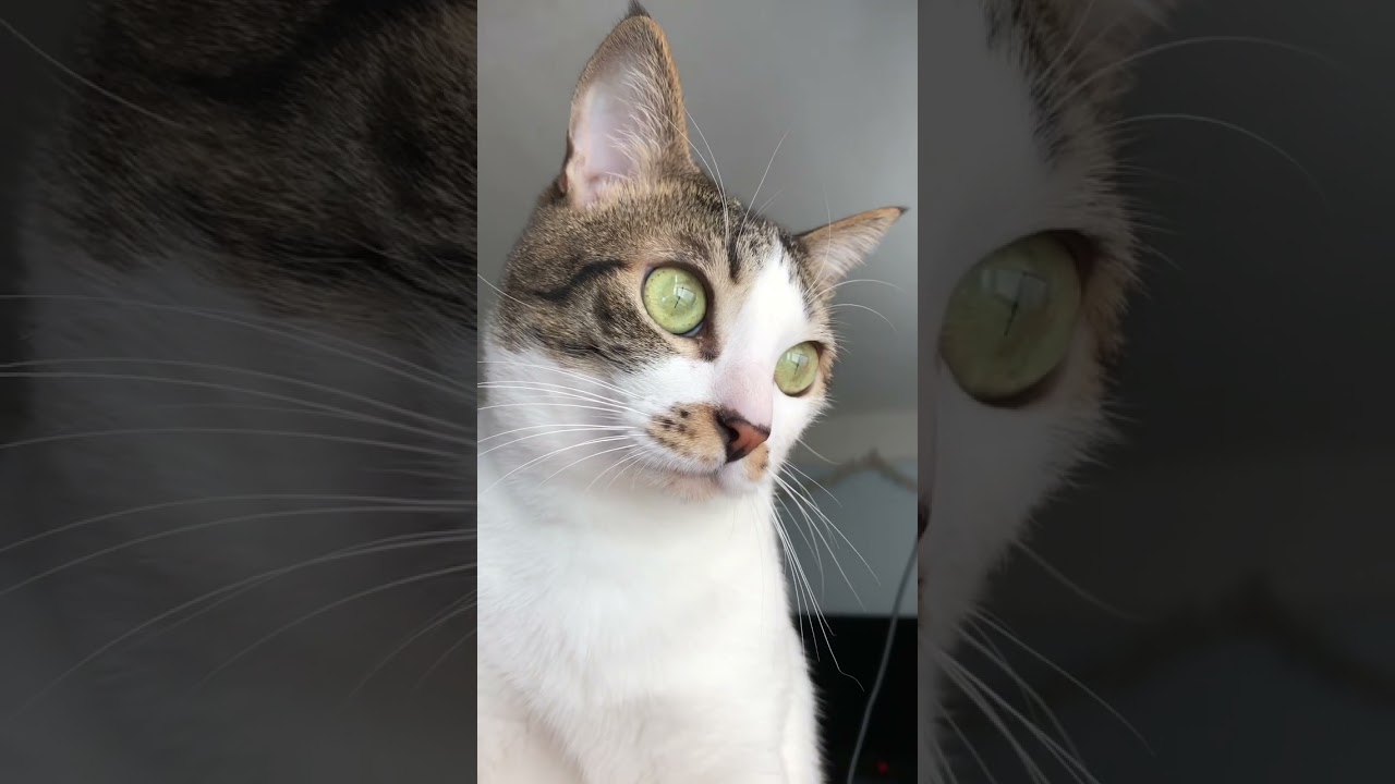 When it’s bright, the pupils turn into vertical slits.