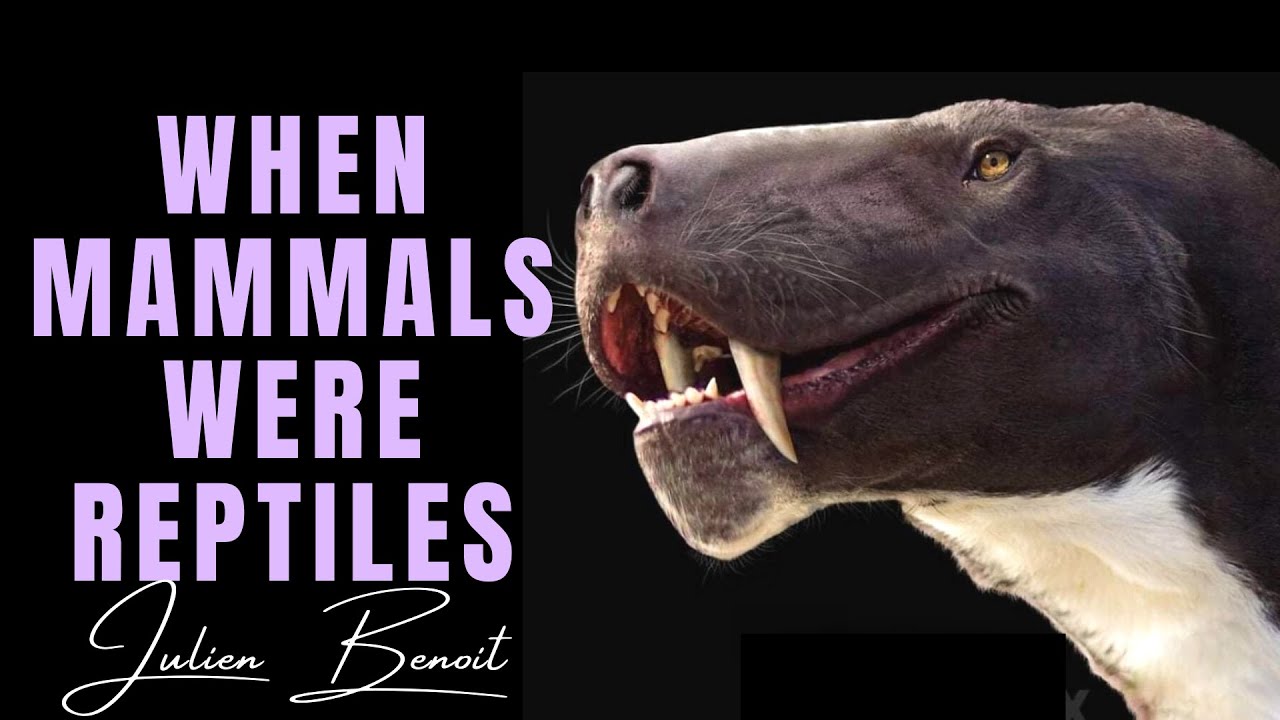 When Mammals Were Reptiles - The Synapsid Story ~ with JULIEN BENOIT