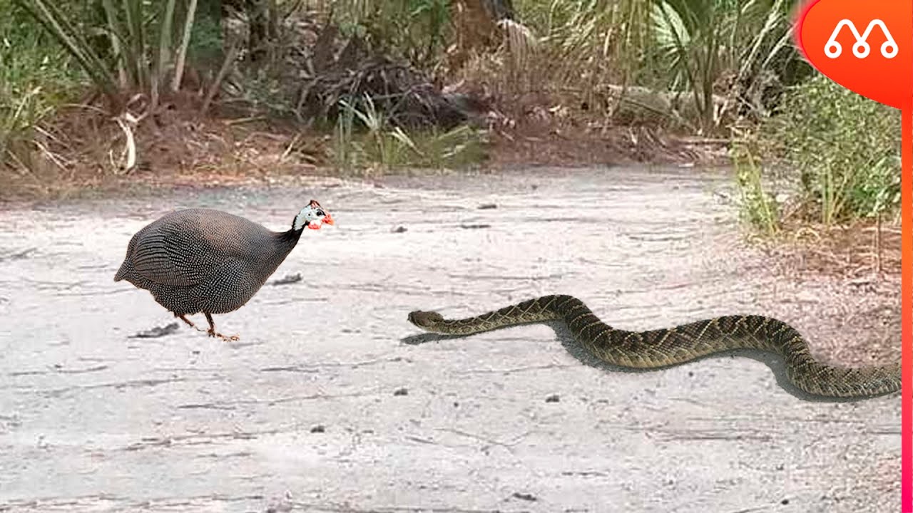 WHEN THE SNAKE ENTERS THE WAY OF THE ANGOLA CHICKEN