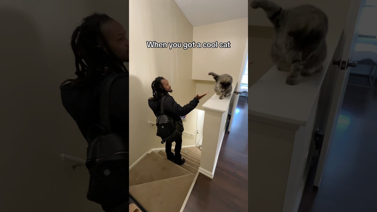 When you have a cool cat #cat #usacats #funny #catsusa #pets #usa #funnycats