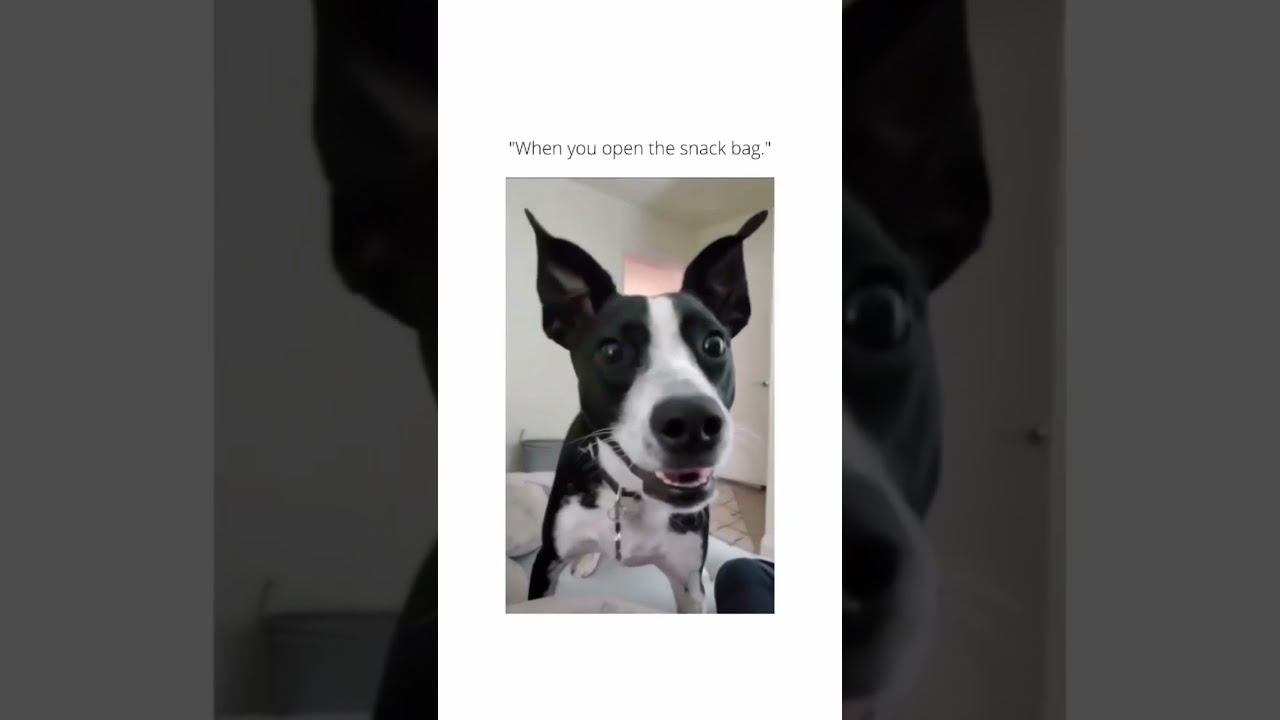 When you open the snack bag 😂😂 #shorts #funny #dog #snack #cute