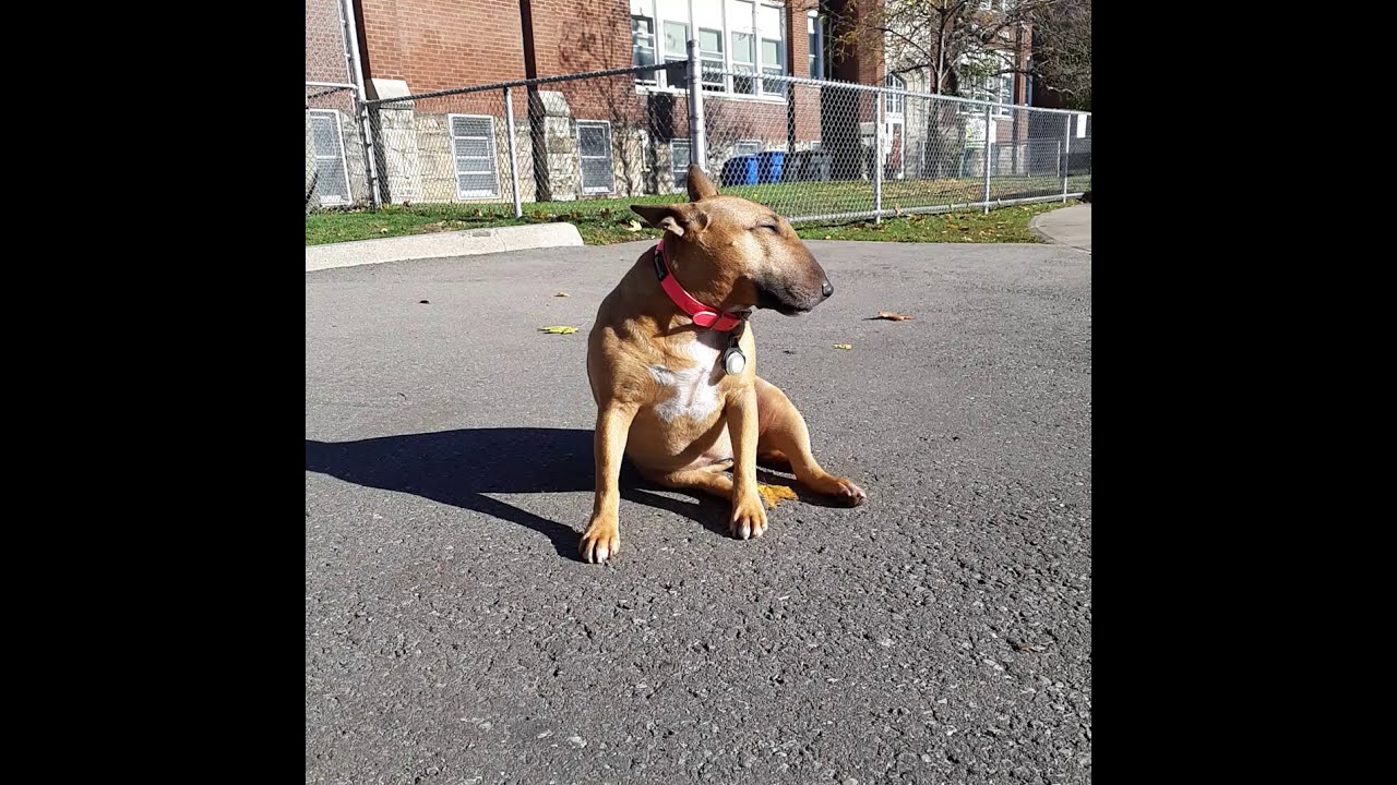 When your Bull Terrier doesn't listen to you