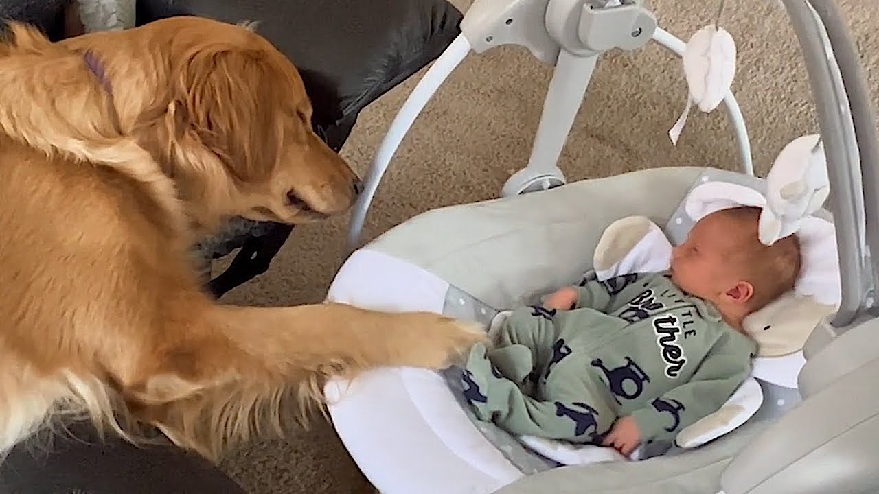 When your dog become brother 🍭 Cute dogs and little friends