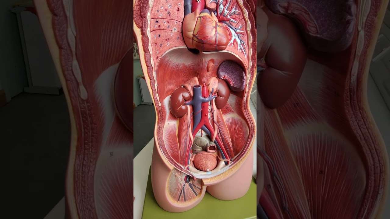 Where are the kidneys? #anatomy