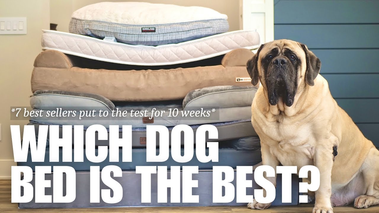 Which is the Best Dog Bed for Large Dogs? | 7 Most Popular Beds Tested for 10 Weeks | RESULTS!!