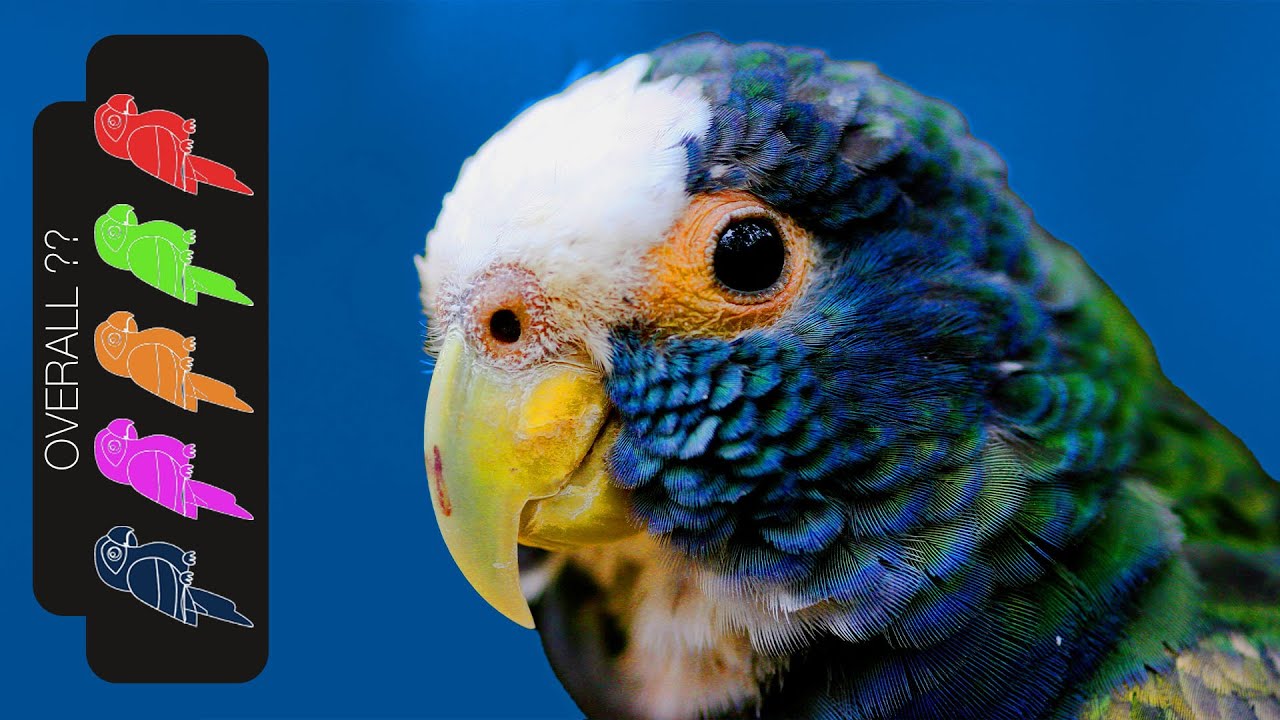 White Capped Pionus, The Best Pet Parrot?