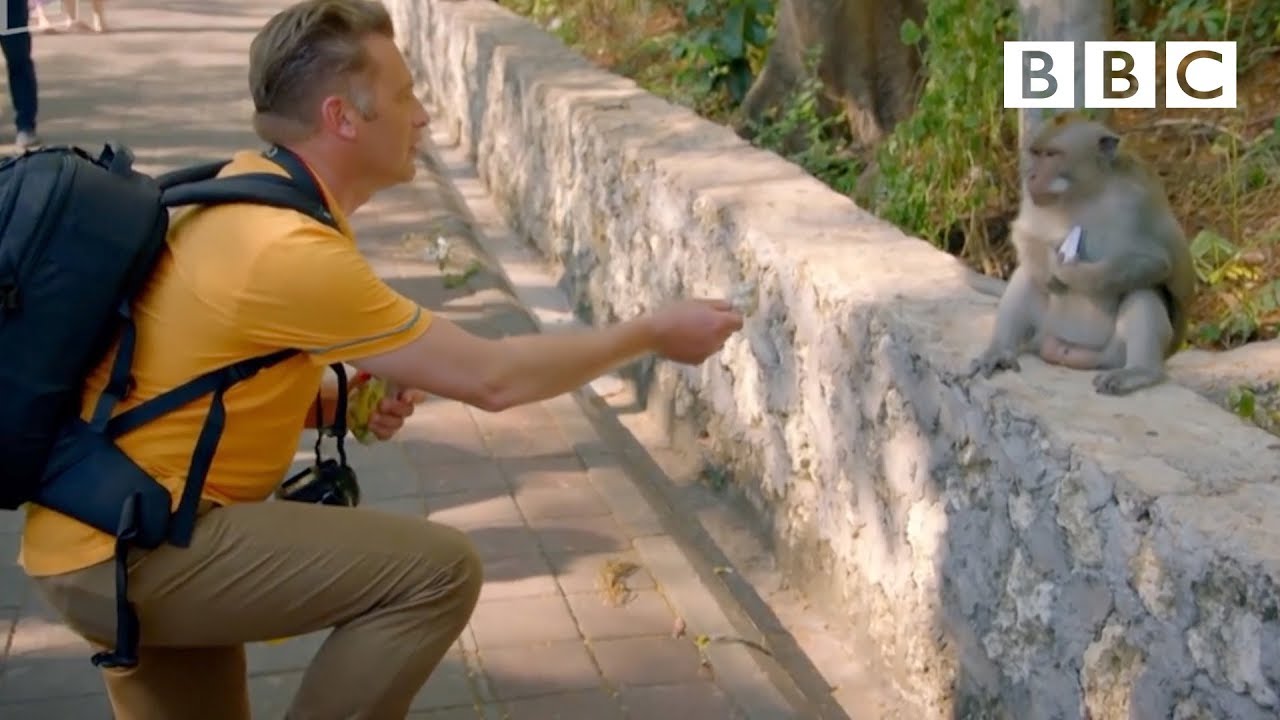 Why are these monkeys stealing from tourists? | World's Sneakiest Animals - BBC