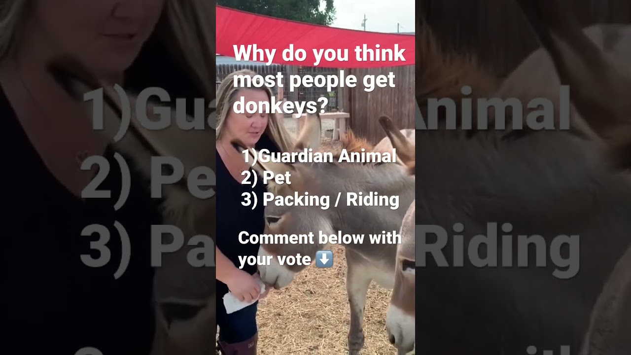 Why do people own donkeys? #donkey #riding #pets #guardian #guardians