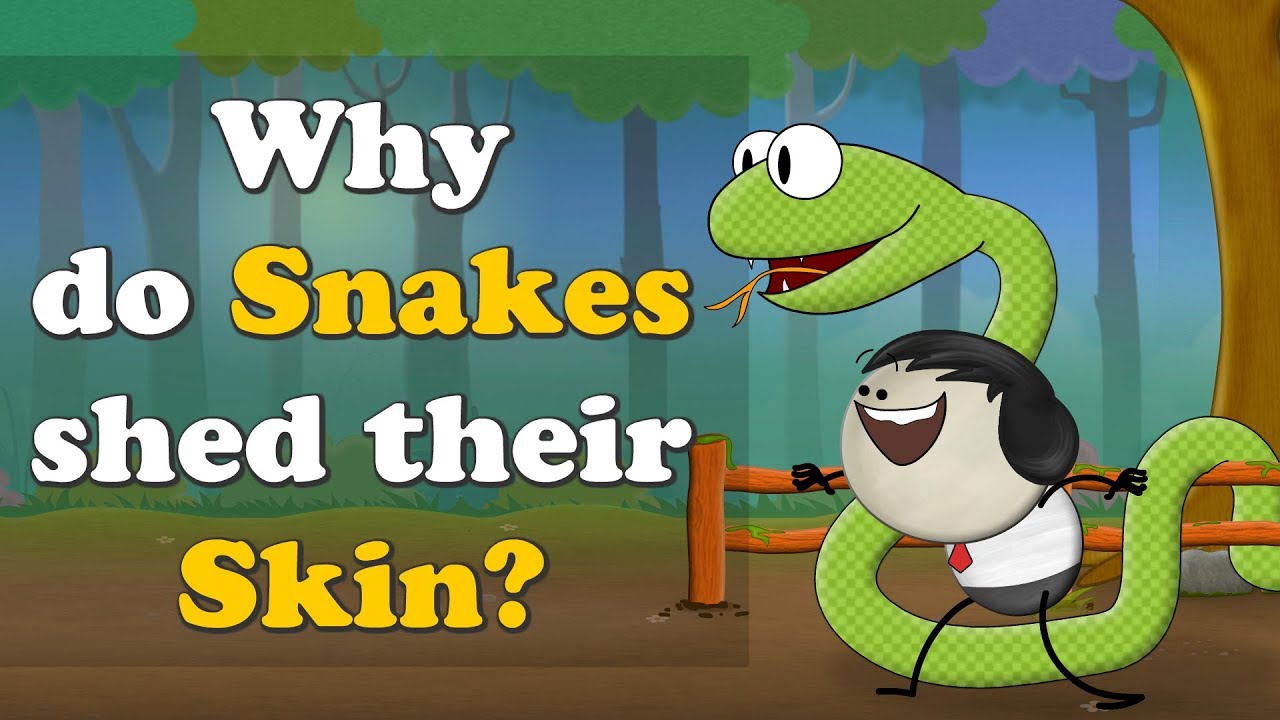 Why do Snakes shed their Skin? + more videos | #aumsum #kids #science #education #children