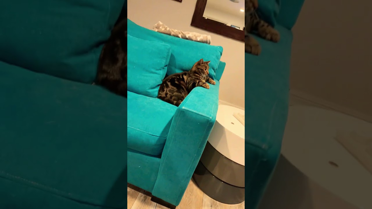 Why does my cat sit on a chair like this?