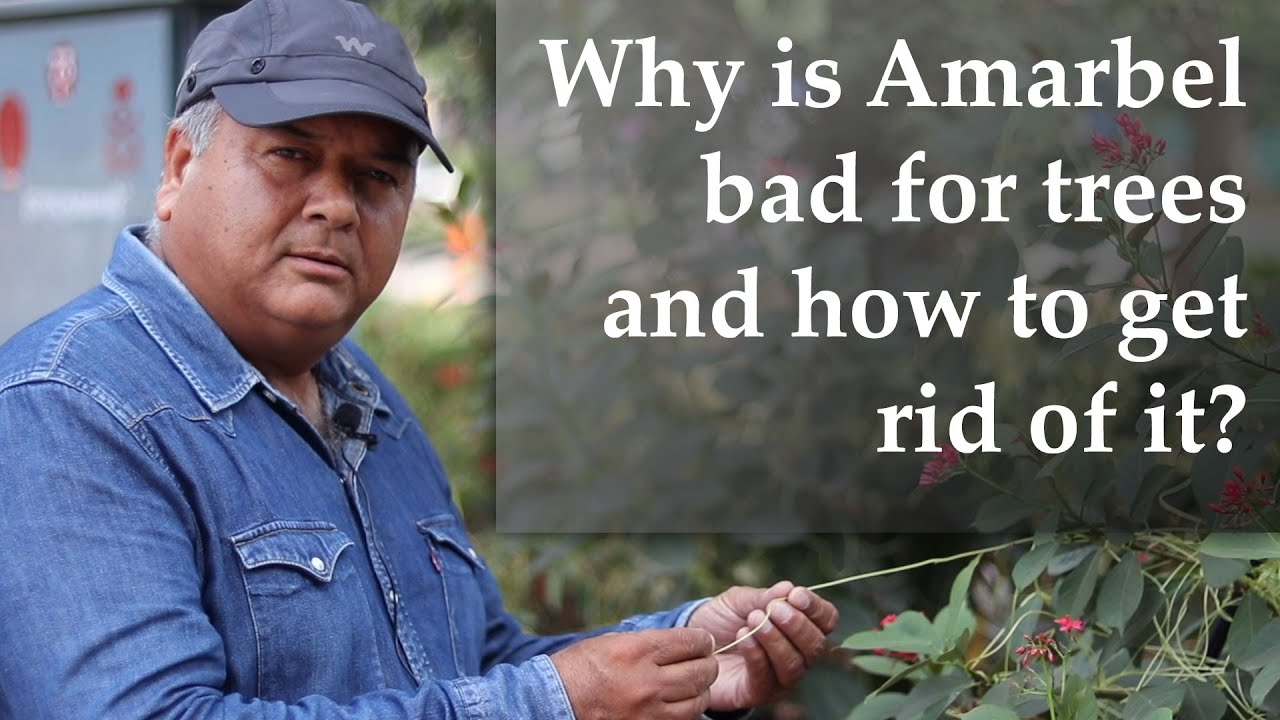 Why is Amarbel bad for trees and how to get rid of it?