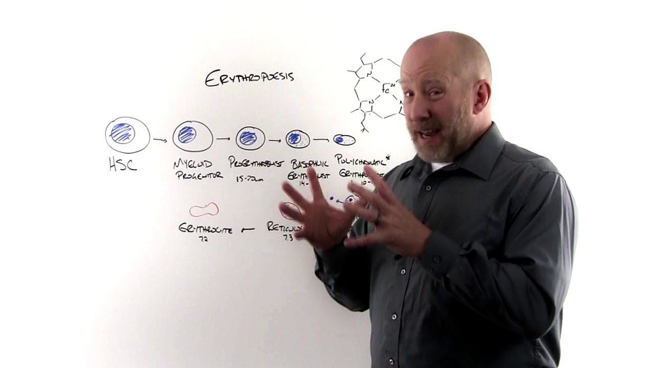 Why MCV is High (the Cellular Explanation)