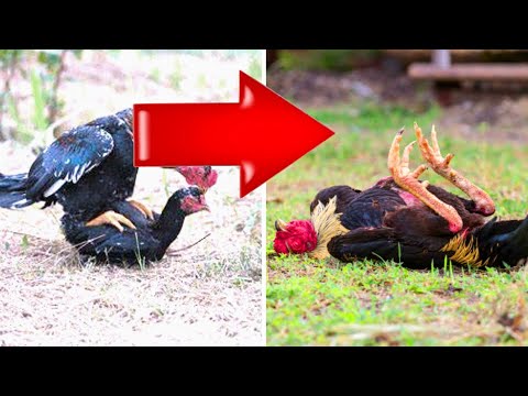 Why your rooster died after mating?