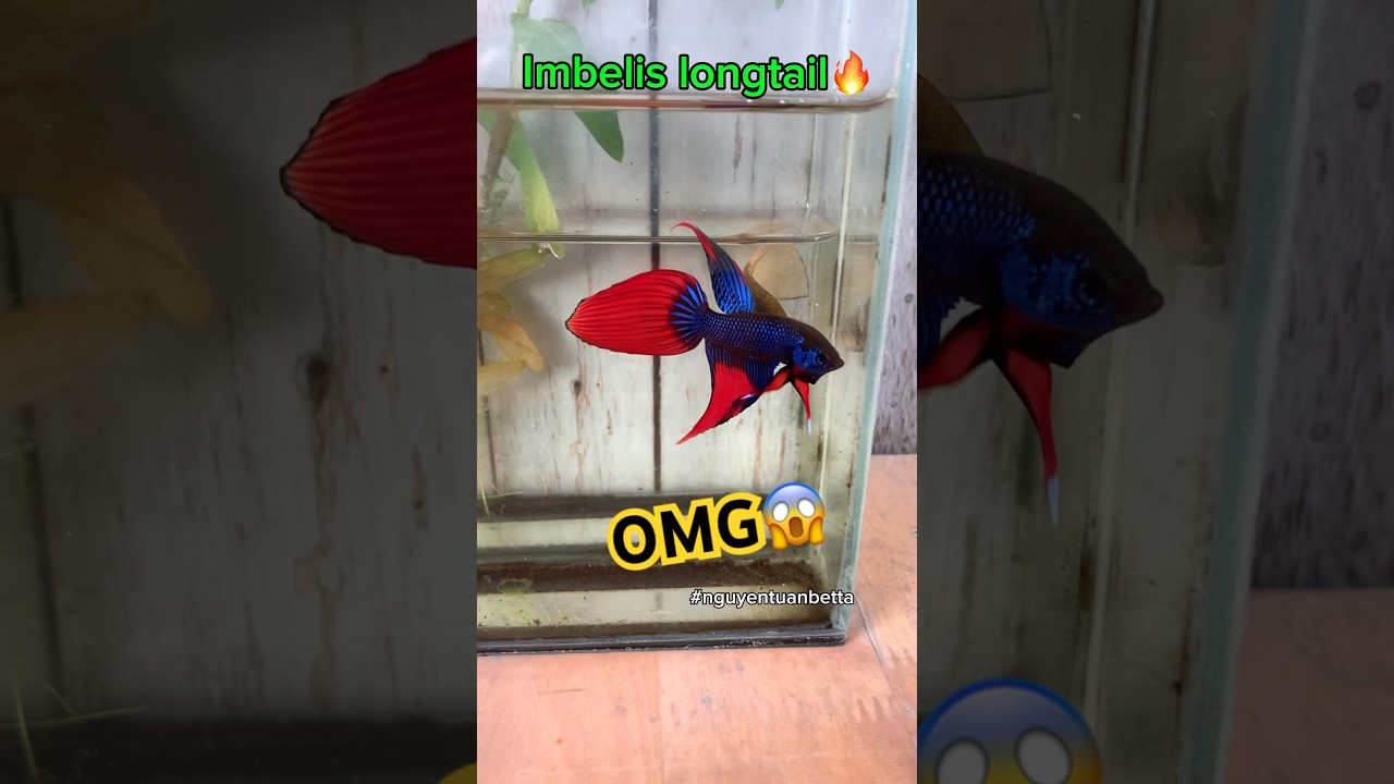 wild betta fish in breeding and adult stage🐠#bettafishtank #betta #wildbetta