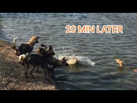 Wild Dogs Try Swimming To Catch Impala