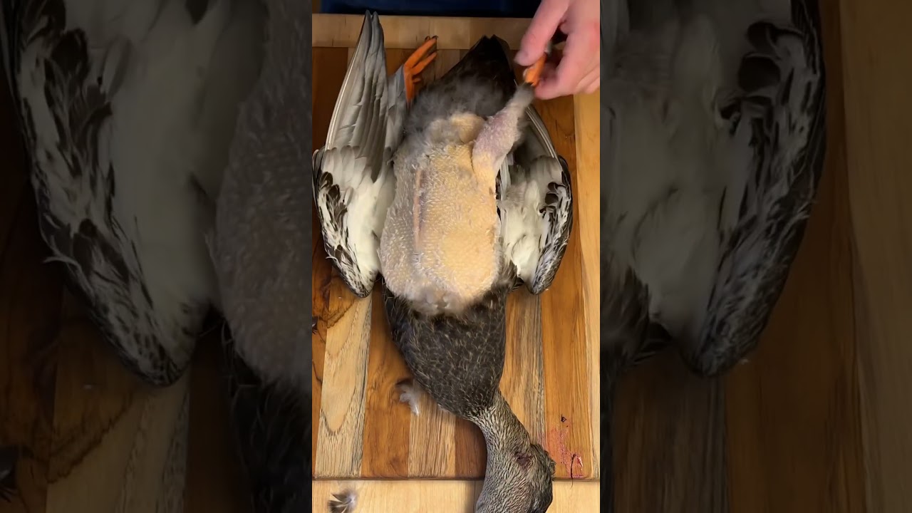 Wild Duck Catch & Cook!  #healthy #food #love #shorts #explore