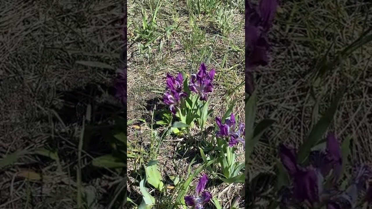 Wild flowers in the steppe